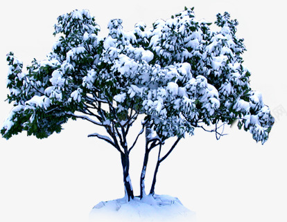 冬季雪景植物风景png免抠素材_88icon https://88icon.com 冬季 植物 雪景 风景
