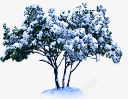 冬季雪景植物风景素材