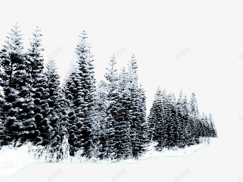雪中的柏树png免抠素材_88icon https://88icon.com 冬季 柏树 白色 绿色 雪景 雪花