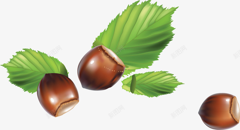 唯美棕色板栗png免抠素材_88icon https://88icon.com 唯美板栗 坚果 棕色板栗 白色光晕 绿色叶子 美食