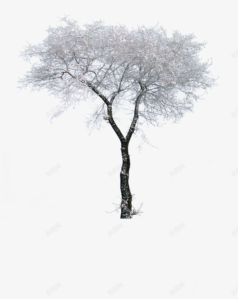 白色冬季雪后大树png免抠素材_88icon https://88icon.com 冬季 大树 白色 雪后