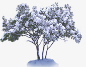 冬季大树树枝雪景素材