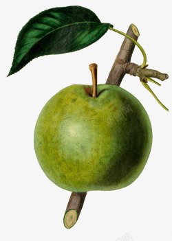 手绘水果苹果梨图谱素材