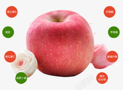 苹果营养成分素材