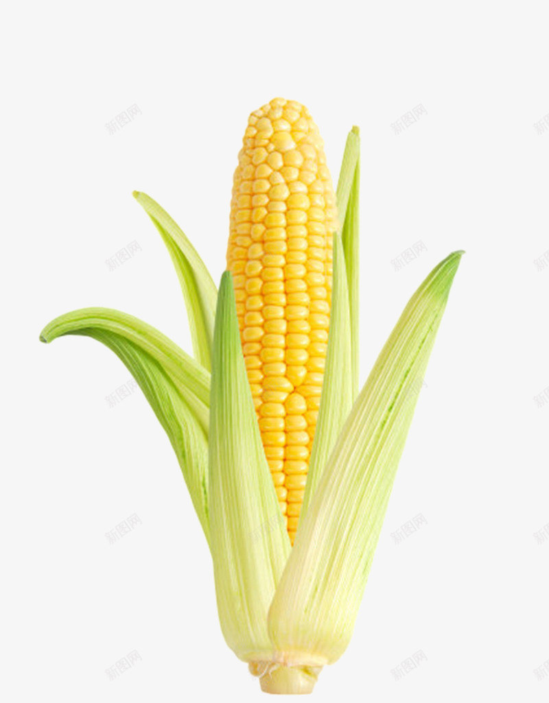 实物带叶子的熟玉米png免抠素材_88icon https://88icon.com 免扣 免费下载 成熟 植物 煮熟 熟玉米 种植 粘玉米 菜 蔬菜 食物