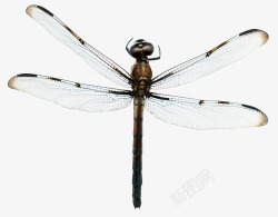 透明翅膀的蜻蜓素材