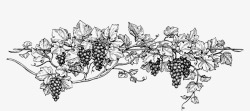 葡萄速写素描葡萄串儿图标高清图片