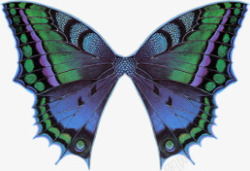 蓝色花纹蝴蝶翅膀透明背景素材