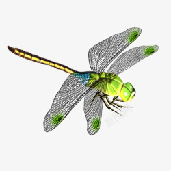 创意昆虫彩色创意蜻蜓元素高清图片