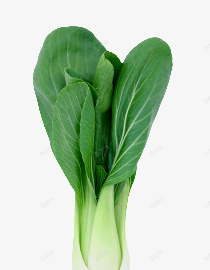 一颗绿色叶子的青菜实物png免抠素材_88icon https://88icon.com 绿叶 美味 美食 菜肴 蔬菜 青菜 食品药品 食物 食用 饮用