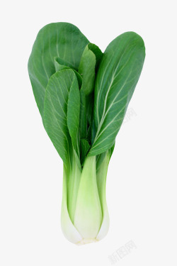一颗绿色叶子的青菜实物素材