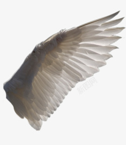单翅膀天使的翅膀单翅膀高清图片