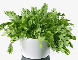 茼蒿茼蒿绿色高清图片