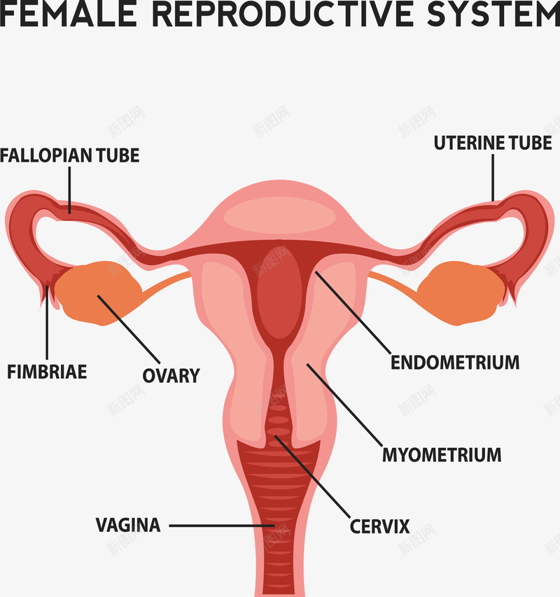 女性生殖系统剖面图png免抠素材_88icon https://88icon.com 人体器官 剖面图 医学 女性 生殖系统 矢量素材