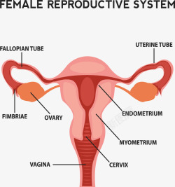 女性生殖系统女性生殖系统剖面图高清图片