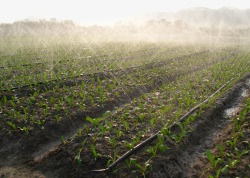 农业种植菜园蔬菜种植基地自动喷淋高清图片