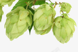 绿色果状植物啤酒酒花实物素材