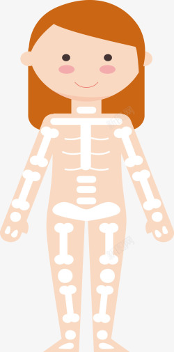 女性骨骼示意图素材