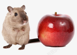 可爱老鼠的红苹果素材