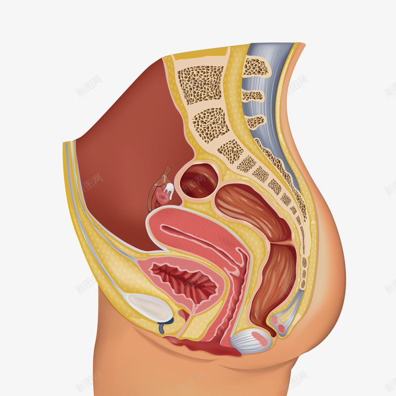 怀孕png免抠素材_88icon https://88icon.com PNG免扣图下载 器官 女性 生殖器 装饰 解剖图