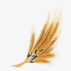 黄金麦稻素材