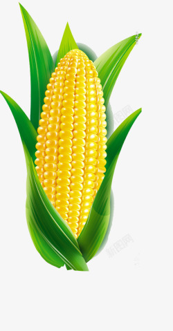 玉米广告背景玉米高清图片