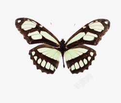 黑底白色花纹蝴蝶翅膀素材