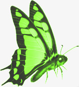 端午节绿色翅膀蝴蝶素材