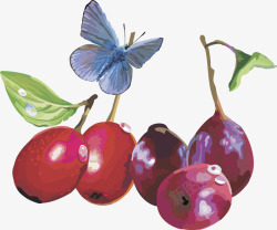 水果葡萄红枣矢量图素材