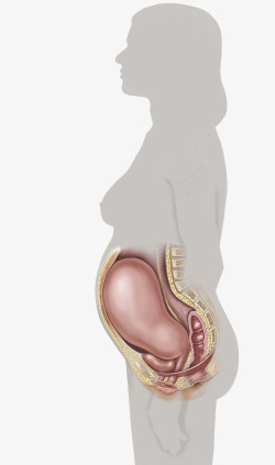 女性生殖器官女性人体示意图高清图片