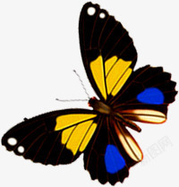 黄蓝色斑点翅膀蝴蝶素材