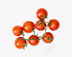 实物新鲜红色分支带藤樱桃番茄素材