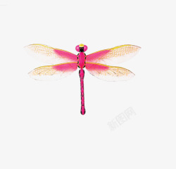 粉红色的蜻蜓素材