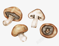 香菇海报手绘卡通蔬菜香菇高清图片
