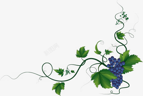 葡萄边框花纹png免抠素材_88icon https://88icon.com 水果 美食 花纹 葡萄 边框