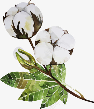 天然棉花花朵植物图标图标