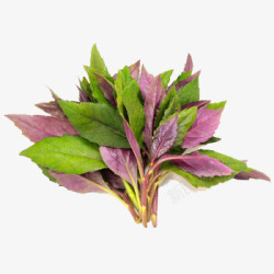 叶菜紫背天葵高清图片
