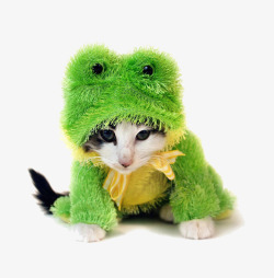 猫穿青蛙服素材