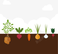 种在地理的萝卜蔬菜素材