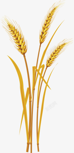 一片黄手绘小麦地高清图片
