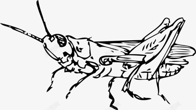 野牛触角一只蟋蟀图标图标