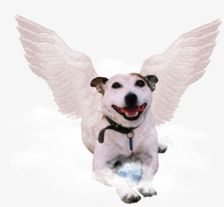 带白色翅膀的狗带白色翅膀的狗高清图片