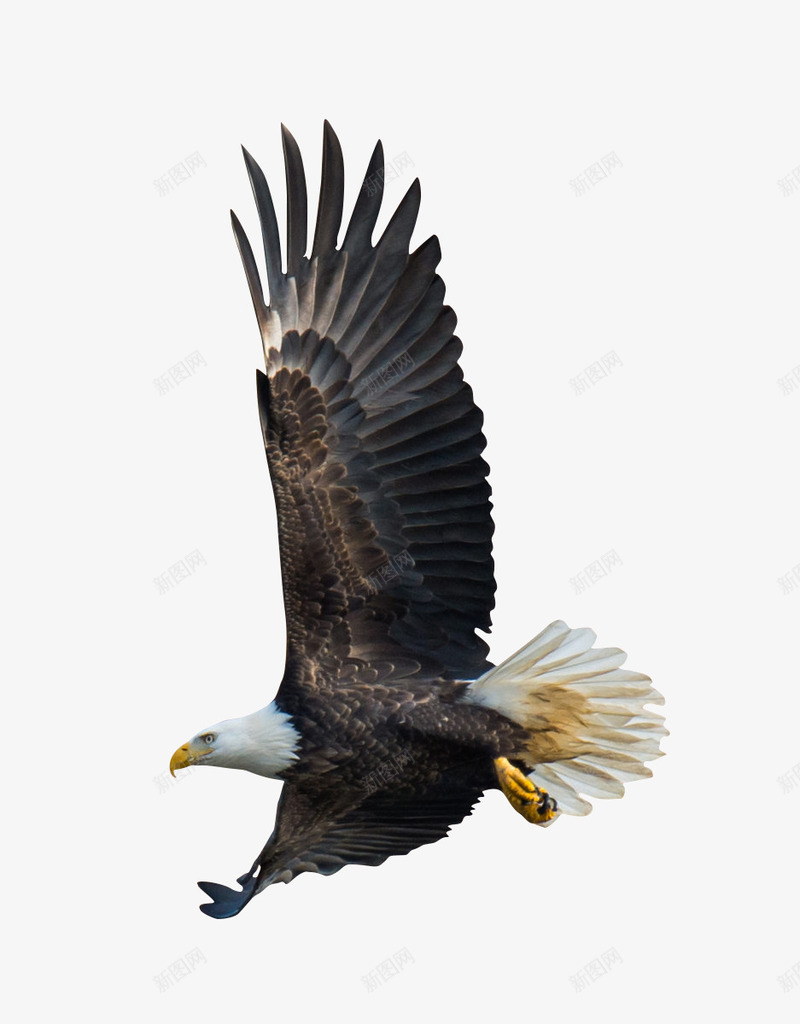 鹰飞翔的鹰褐色翅膀鹰png免抠素材_88icon https://88icon.com 大展鸿图 翅膀 褐色 飞翔