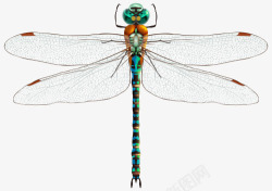 绿翅膀透明翅膀的绿蜻蜓高清图片