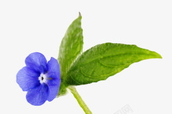 蓝色草本植物带叶子的琉璃苣实物素材