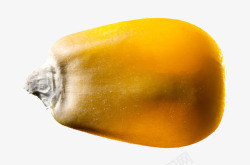 金黄玉米粒实物一粒金黄色的熟玉米粒高清图片
