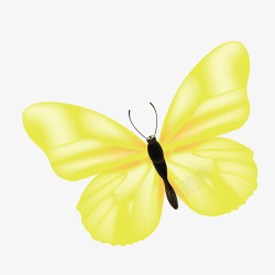 金色翅膀的蝴蝶手绘图素材