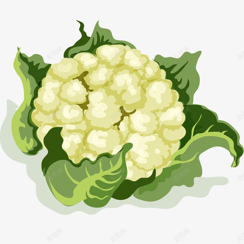 新鲜花椰菜插画矢量图ai免抠素材_88icon https://88icon.com 免抠PNG 新鲜花椰菜矢量插画 绿色食品 花椰菜 蔬菜 西蓝花 食材 矢量图