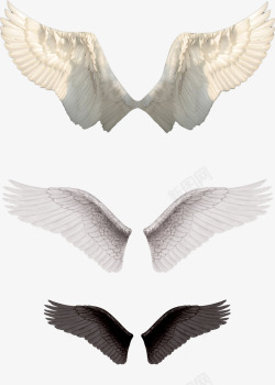 天使的翅膀透明主页素材