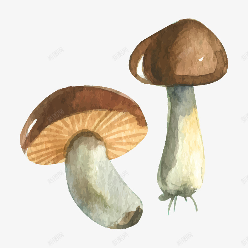 香菇蔬菜png免抠素材_88icon https://88icon.com 两棵 卡通 手绘 棕色 白色 简图 蔬菜 香菇